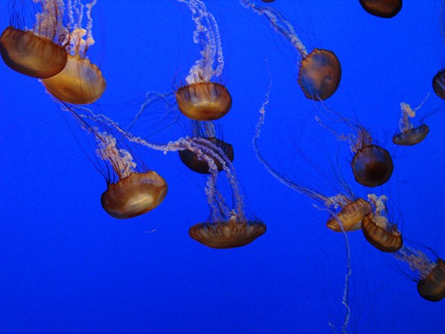 Postoji vrsta meduze koja je u osnovi besmrtna. Nakon što dosegne spolnu zrelost, može jednostavno odlučiti vratiti se i ponovno postati spolno nezrela, što ju teoretski čini besmrtnom.