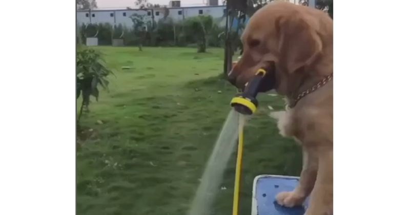 Naučio je psa da mu drži tuš dok pere kosu, ali pas je imao druge planove. Snimka je show!