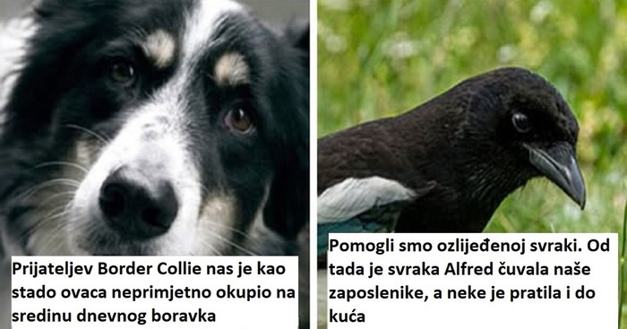 "Naježit ćete se": 10 priča o nevjerojatnoj inteligenciji koja je šokirala ljude