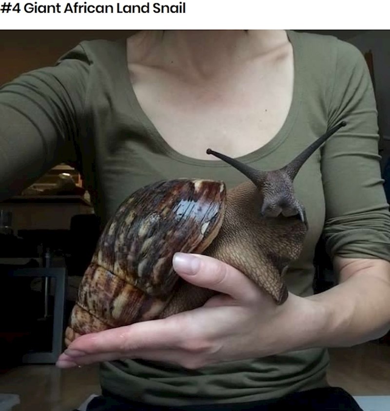 Mislili smo da se ne bojimo puževa, a onda smo vidjeli ovo: