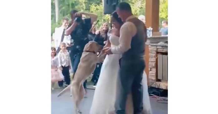 Ljubomorni psi nisu mogli podnijeti što ne sudjeluju u prvom plesu na piru vlasnika, video je show