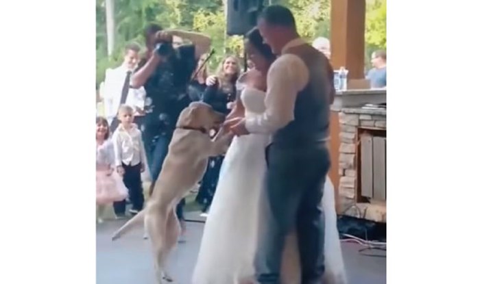 Ljubomorni psi nisu mogli podnijeti što ne sudjeluju u prvom plesu na piru vlasnika, video je show