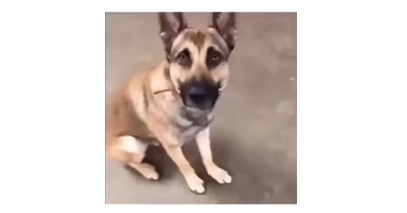 Snimka psa na obuci za terapeutske pse nešto je najbolje što ćete danas vidjeti. Baš sve je falio!