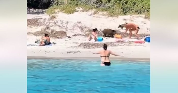Neobični gosti napravili su totalni show na plaži, snimka je kao iz neke komedije! Morate vidjeti