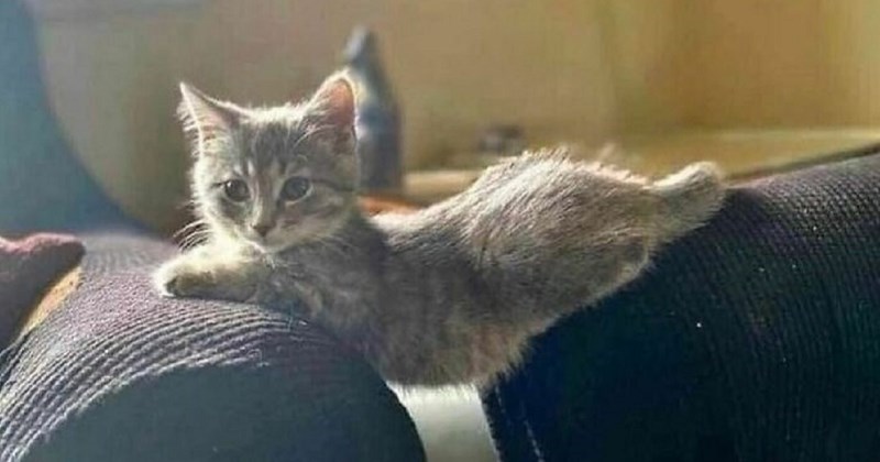 15 maca koje će vas toliko nasmijati i rastopiti, da ćete na trenutak zaboraviti sve brige