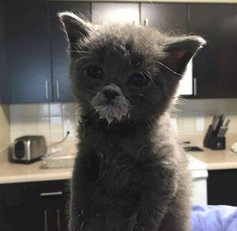 5. Naša maca je prvi put pila iz zdjelice