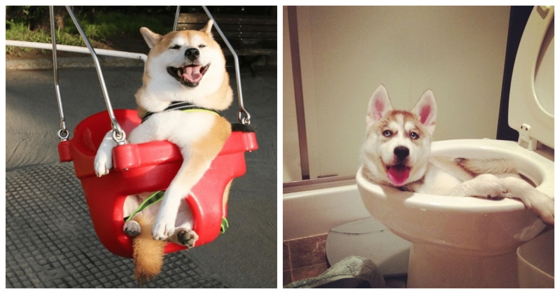 19 preslatkih fotki ljubimaca koji uživaju u životu na najjače