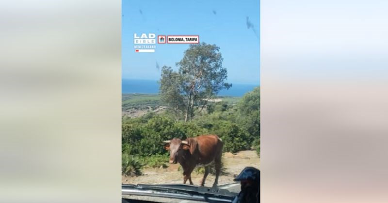 Vozili su se Španjolskom i naletjeli na bika, ono što je napravio pamtit će cijeli život