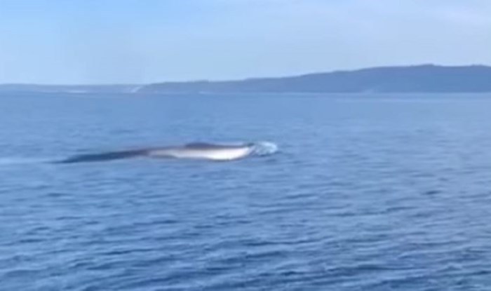 Dalmatinski ribari snimili su ogromnog kita zalutalog u Jadran, prizori oduzimaju dah