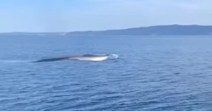 Dalmatinski ribari snimili su ogromnog kita zalutalog u Jadran, prizori oduzimaju dah