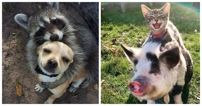 18 fotki neobičnih životinjskih prijateljstava zbog kojih se nećete moći prestati smiješiti