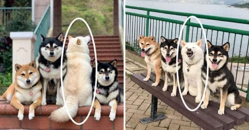 Pas koji "pokvari" baš svaku fotku postao je senzacija na mrežama. Evo 20 njegovih najboljih bisera