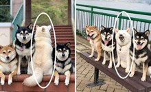 Pas koji "pokvari" baš svaku fotku postao je senzacija na mrežama. Evo 20 njegovih najboljih bisera