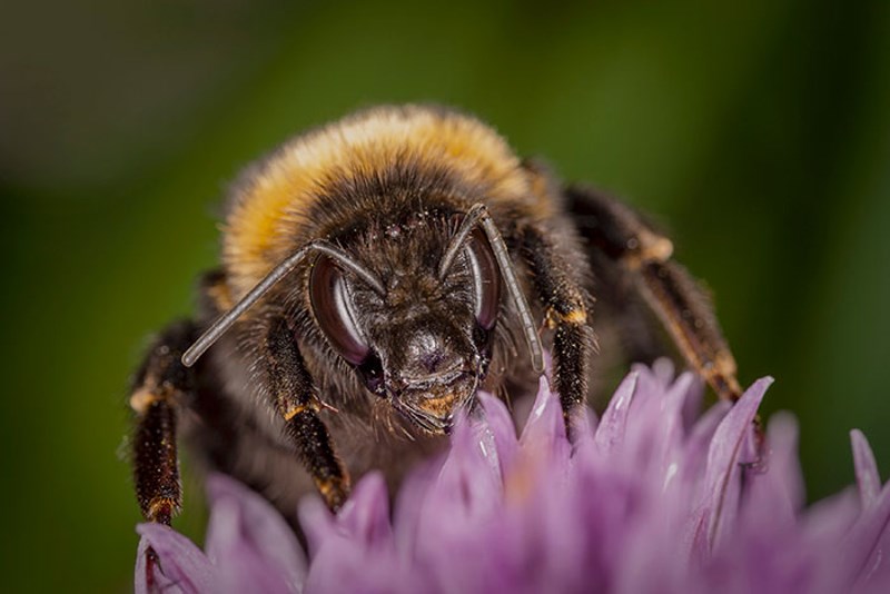 Pčele imaju sitne dlačice po svojim složenim očima. Ove mikroskopske dlake nazivaju se ploške i pomažu pčelama da osjete smjer i brzinu vjetra. Nastavci omogućuju pčelama da otkriju kretanje zraka unutar nekoliko centimetara u sekundi. To im pomaže da se vrate u košnicu za vjetrovitih dana.