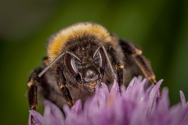 Pčele imaju sitne dlačice po svojim složenim očima. Ove mikroskopske dlake nazivaju se ploške i pomažu pčelama da osjete smjer i brzinu vjetra. Nastavci omogućuju pčelama da otkriju kretanje zraka unutar nekoliko centimetara u sekundi. To im pomaže da se vrate u košnicu za vjetrovitih dana.