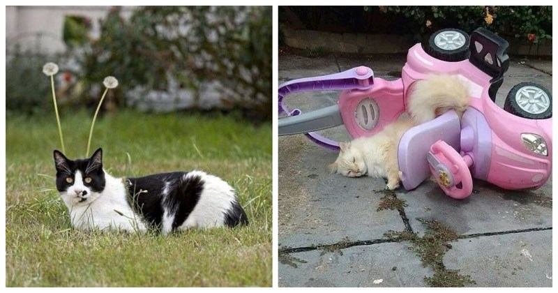 15 puta kada su vlasnici uhvatili mačke u trenucima koji su istovremeno preslatki i skroz šašavi