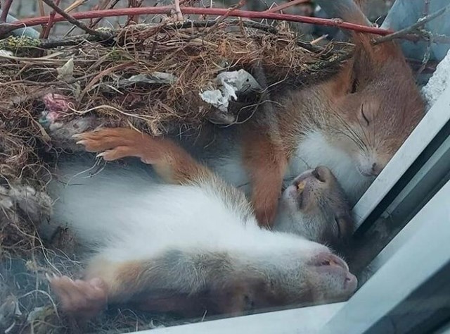 Usnule vjeverice u gnijezdu na ivici nečijeg prozora