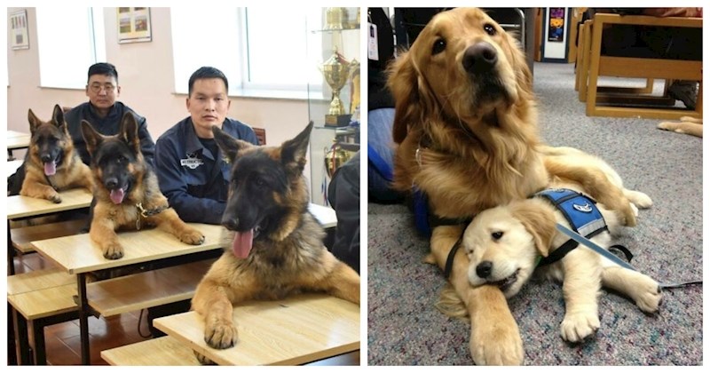 16 fotki službenih i terapijskih pasa na njihovom radnom mjestu koje će vas momentalno rastopiti