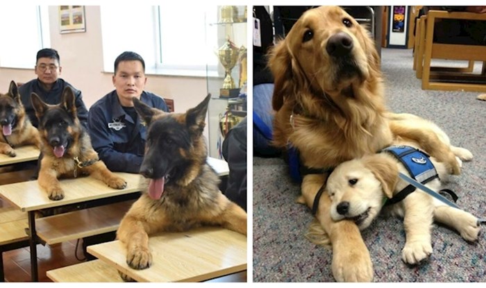 16 fotki službenih i terapijskih pasa na njihovom radnom mjestu koje će vas momentalno rastopiti