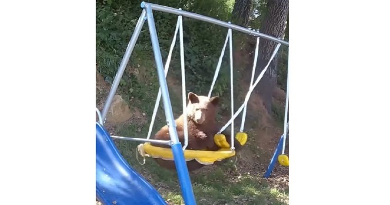 Tip je primijetio da se medo dolazi igrati u njegovo dvorište pa je postavio kameru. Snimka je divna