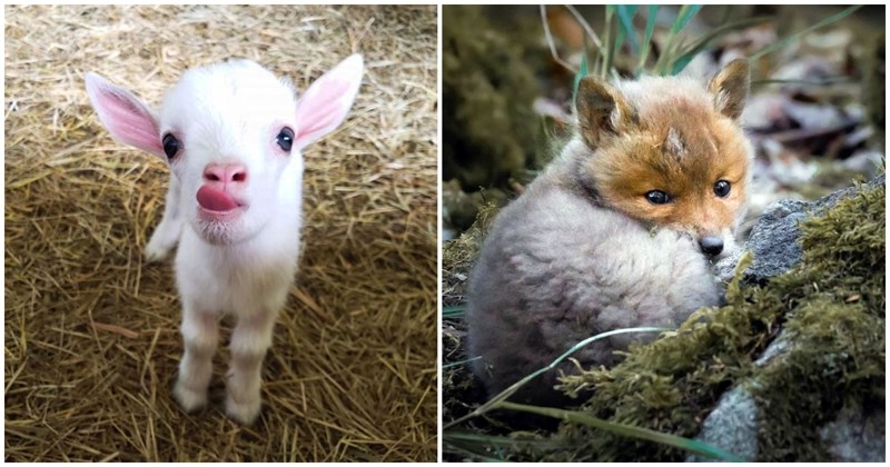 20+ preslatkih bebača raznih životinja koje će potpuno rastopiti i "najopasnije" među nama