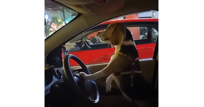 Psi iz ovog videa stvoreni su za show i urnebesno kaotične scene, nasmijali su milijune