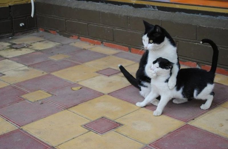 “Užasno mi je žao, gospođo. Nemam pojma gdje je naučio tu riječ.”