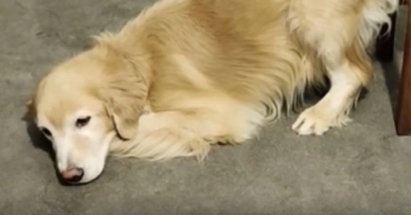 Psi su zajedničkim snagama nadmudrili vlasnika i dočepali se hrane, morate vidjeti komičnu operaciju