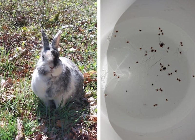 Poveo sam zeca u šetnju šumom. Grozna odluka!