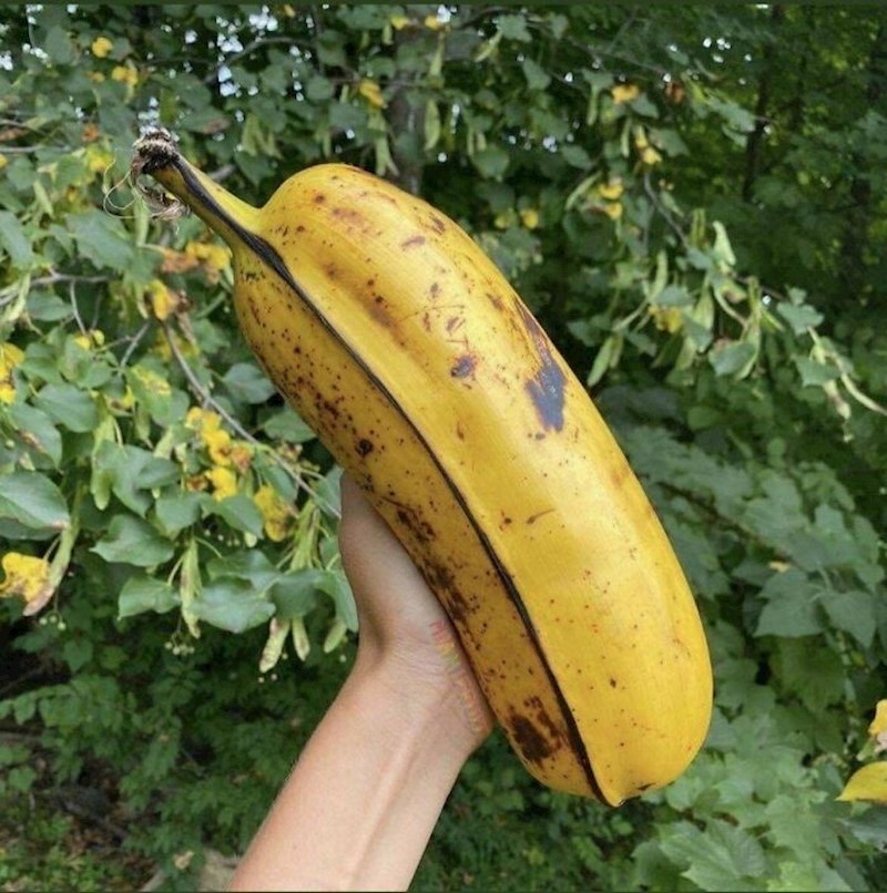 Banana s Havaja
