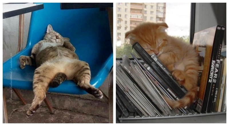 16 maca koje je san uhvatio na najsmješnijim mjestima i u najslađim pozama. Rastopit ćete se!