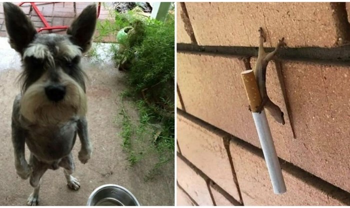 20+ ljubimaca uhvaćenih u bizarnim, ali urnebesnim situacijama. Teško je izabrati najluđu fotku!