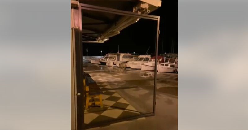 Mještane Vodica šokirao je prizor s rive, pogledajte koga su uhvatili u lagodnoj šetnji