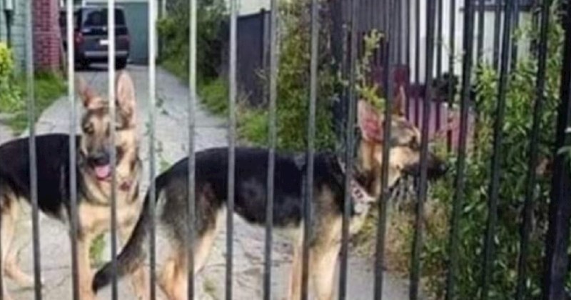 Natpis na ogradi oduševio je ekipu na mrežama, a i vama će zasigurno popraviti dan! Morate vidjeti