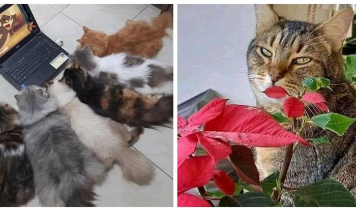 27 fotki ljubimaca na koje nitko, ali baš nitko ne može ostati imun! Slatko je preblaga riječ za ovo