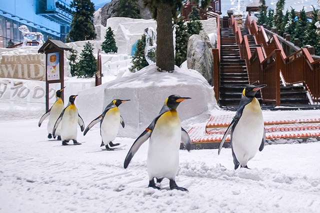 Kao što smo već spomenuli, u Dubaiju ima i zime, a s njom dolaze i pingvini. Logično.