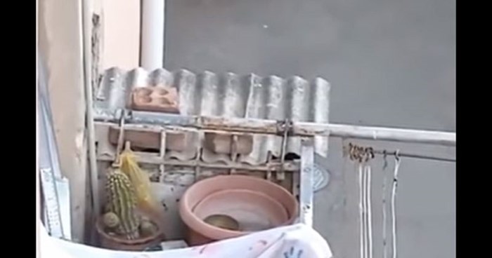 Pas uhvaćen na balkonu kako oponaša vlasnicu nasmijao je ekipu na mrežama, presmiješan je