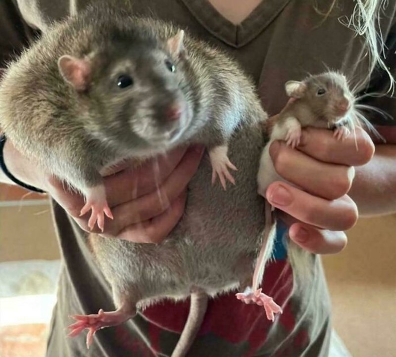 Razlika između normalnog štakora i ovog diva! :D