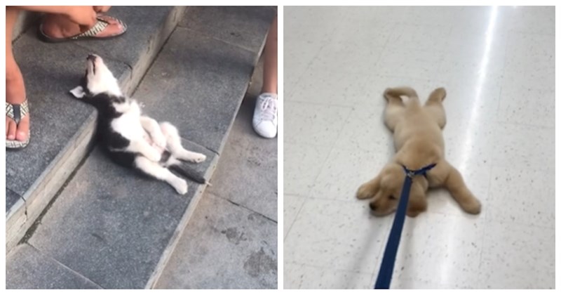 Kompilacija snimki najljenijih pasa ikad nasmijala je milijune diljem svijeta! Obožavat ćete ih!