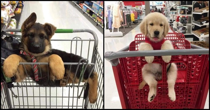 Fotke psića u shoppingu nešto je najslađe što ćete danas vidjeti, probajte se ne rastopiti!
