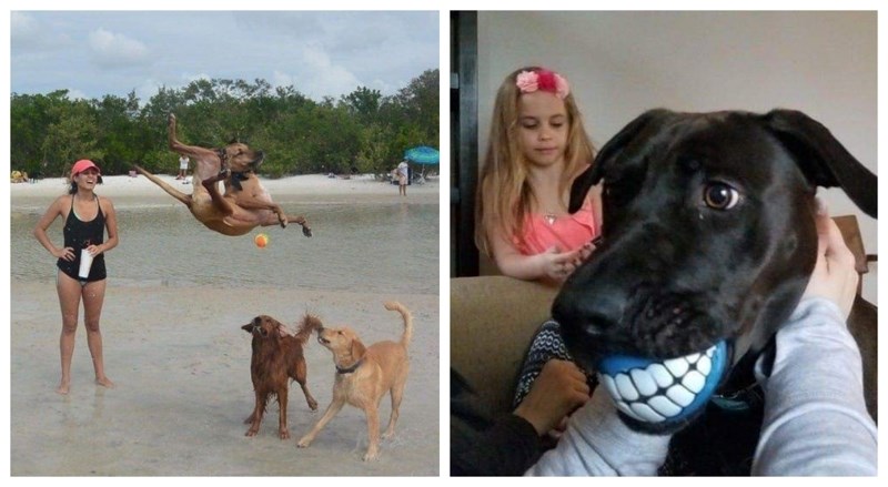 12 komičnih fotki pasa zbog kojih ćete odmah poželjeti imati jednog