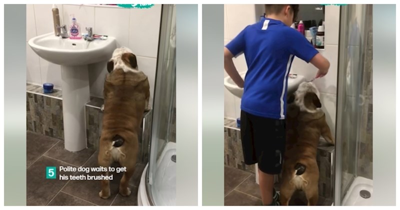 Neobične, ali komične navike ovih pasa nasmijale su milijune! Nećete doći sebi što izvode