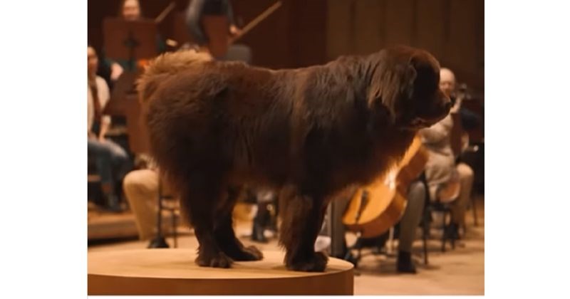 Orkestrom su dirigirali psi, i to repom: Pedigree-ova kampanja oduševila je milijune diljem svijeta