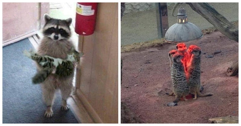 20+ puta kada su ljudi uhvatili životinje u pravom trenutku i nastale su ove preslatke fotke