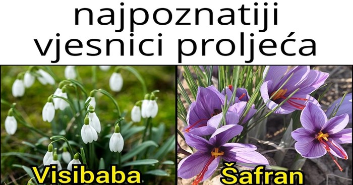 Fora o vjesnicima proljeća hit je na Fejsu, posebno će nasmijati Zagrepčane