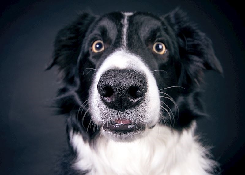 Border collie koji je tijekom sudara ispao iz vlasnikovog automobila pronađen je nekoliko kilometara dalje kako čuva ovce