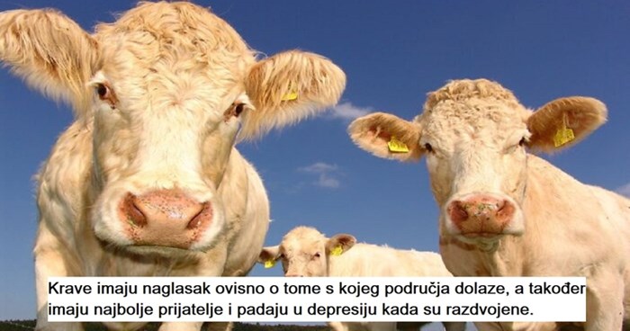 10 fora informacija koje vjerojatno dosad niste znali!