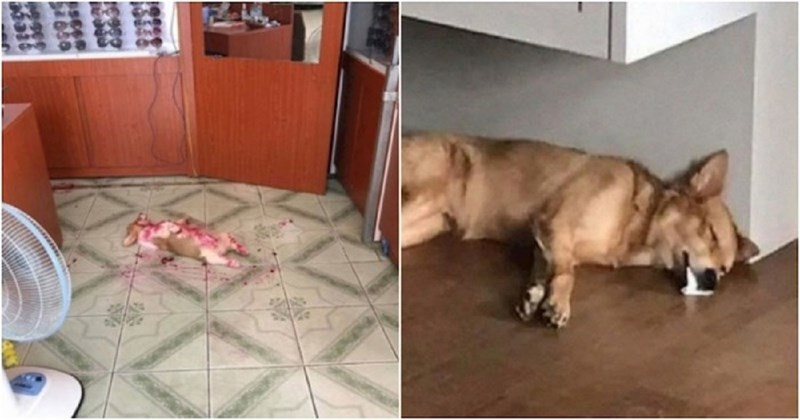 15 puta kad su vlasnici zbog svojih kućnih ljubimaca skoro dobili srčani udar