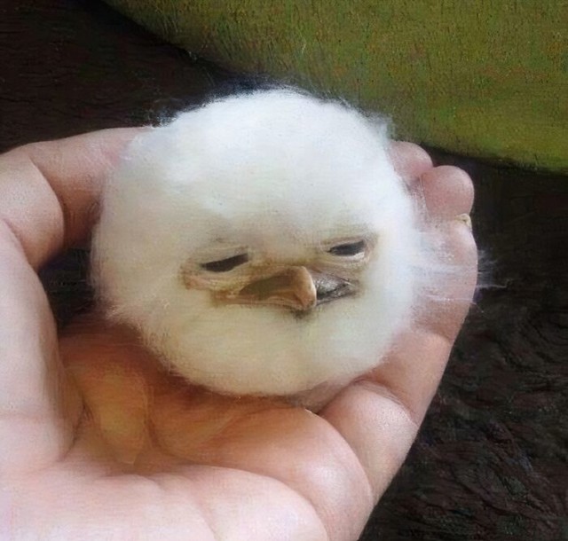 Čupava loptica