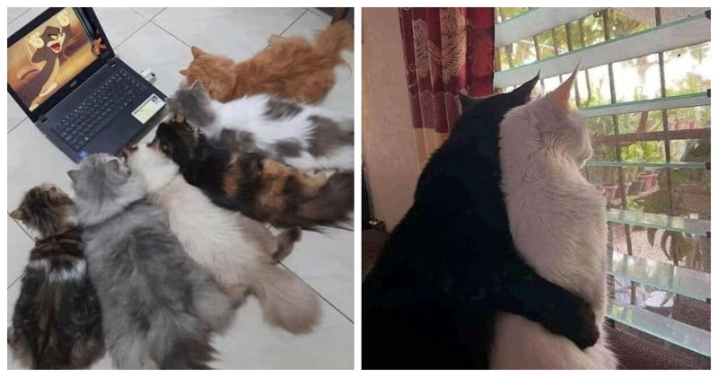 20+ fotki životinja koje će vam zasigurno uljepšati dan